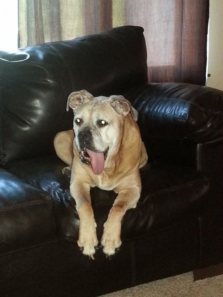 Missy relaxing in the couch