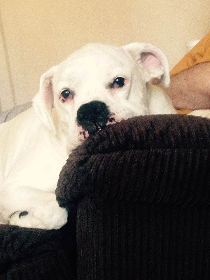 Chloe relaxing beside me in our chair